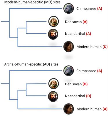 Interrogating the Evolutionary Paradox of Schizophrenia: A Novel Framework and Evidence Supporting Recent Negative Selection of Schizophrenia Risk Alleles